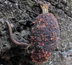 Attēlu rezultāti vaicājumam “Ommatoiulus vilnensis”