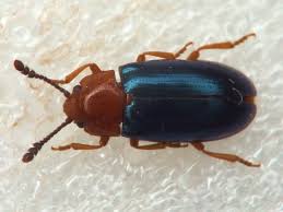 Attēlu rezultāti vaicājumam “Triplax aenea”