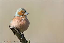 Attēlu rezultāti vaicājumam “Fringilla coelebs”