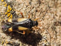 Attēlu rezultāti vaicājumam “Dryophilocoris flavoquadrimaculatus”