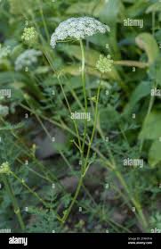 Attēlu rezultāti vaicājumam “Libanotis montana flower”