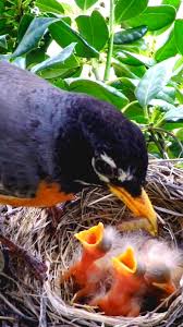 Attēlu rezultāti vaicājumam “Erithacus rubecula eggs”