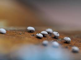 Attēlu rezultāti vaicājumam “Didymium clavus”