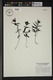 Attēlu rezultāti vaicājumam “Melampyrum sylvaticum”