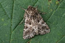 Attēlu rezultāti vaicājumam “Hadena rivularis”