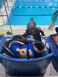 Image result for Plymouth Leander Swimming Association