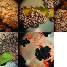 Attēlu rezultāti vaicājumam “Stemonaria irregularis young”