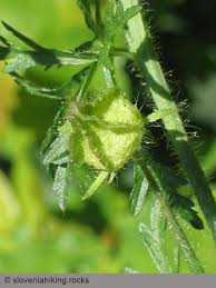 Attēlu rezultāti vaicājumam “Malva moschata bud”