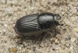 Attēlu rezultāti vaicājumam “Aphodius subterraneus”