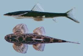 Attēlu rezultāti vaicājumam “Biatora sphaeroides”