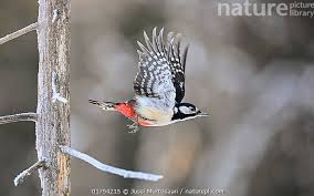 Attēlu rezultāti vaicājumam “Dendrocopos major female”