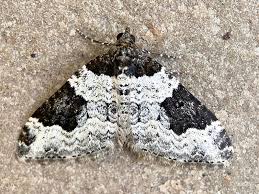 Attēlu rezultāti vaicājumam “Xanthorhoe fluctuata”