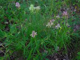 Attēlu rezultāti vaicājumam “Melampyrum cristatum leaf”