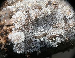 Attēlu rezultāti vaicājumam “Ceratiomyxa fruticulosa spores”