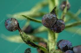 Attēlu rezultāti vaicājumam “Lamproderma sp.”