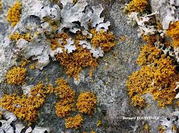 Attēlu rezultāti vaicājumam “Xanthoria candelaria”