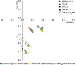 Image result for Acroteriobatus blochii