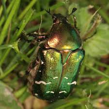 Attēlu rezultāti vaicājumam “Cetonia aurata”