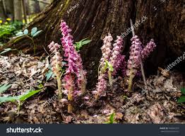 Attēlu rezultāti vaicājumam “Lathraea squamaria bud”