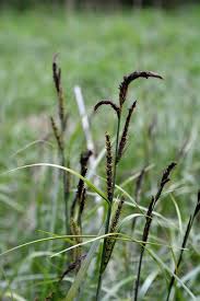 Attēlu rezultāti vaicājumam “Carex acuta”