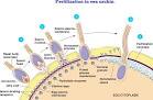 The <b>acrosome</b> releases enzymes
