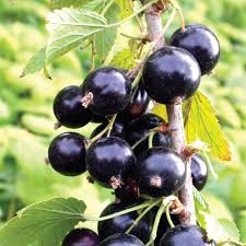 Attēlu rezultāti vaicājumam “Ribes nigrum fruit”