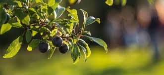 Attēlu rezultāti vaicājumam “Prunus spinosa fruit”