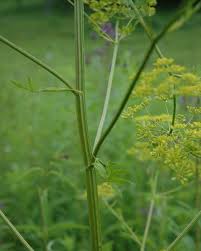 Attēlu rezultāti vaicājumam “Pastinaca sativa subsp. sylvestris flower”