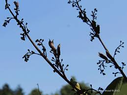Attēlu rezultāti vaicājumam “Syringa vulgaris fruit”