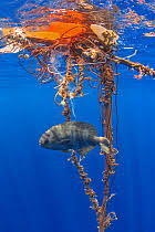 Image result for Schedophilus ovalis