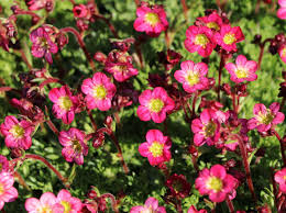 Image result for Steinbrech