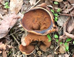 Attēlu rezultāti vaicājumam “Disciotis venosa”