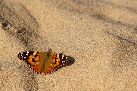 Attēlu rezultāti vaicājumam “Vanessa cardui upperside”