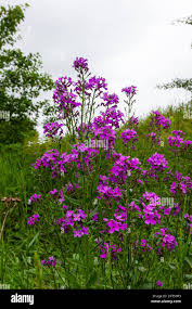 Image result for Hesperis matronalis