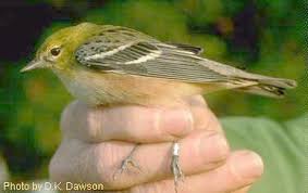 Image result for Dendroica castanea