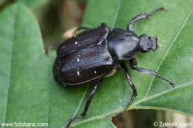 Attēlu rezultāti vaicājumam “Gnorimus variabilis”