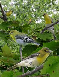 Image result for Vireo flavifrons