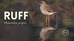 Attēlu rezultāti vaicājumam “Philomachus pugnax”