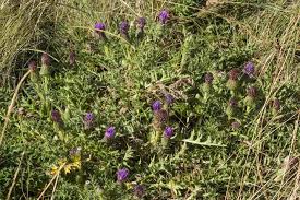 Attēlu rezultāti vaicājumam “Cirsium acaule leaf”