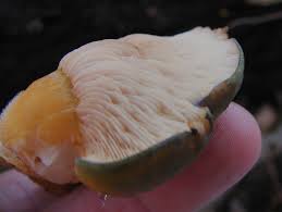 Attēlu rezultāti vaicājumam “Panellus serotinus”