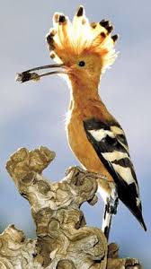 Image result for hoepoe