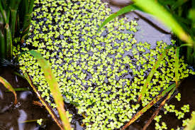 Attēlu rezultāti vaicājumam “Spirodela polyrhiza”