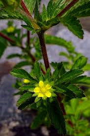 Attēlu rezultāti vaicājumam “Potentilla norvegica flower”
