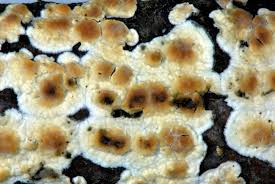 Attēlu rezultāti vaicājumam “Cylindrobasidium evolvens”