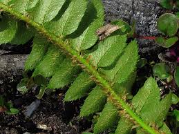 Attēlu rezultāti vaicājumam “Polystichum lonchitis”