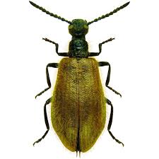 Attēlu rezultāti vaicājumam “Tenebrionidae”