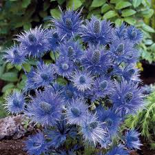 Image result for Alpendistel