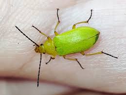 Attēlu rezultāti vaicājumam “Alleculidae”