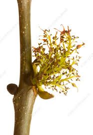 Attēlu rezultāti vaicājumam “Fraxinus excelsior flower”