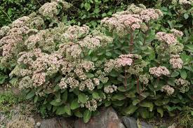 Attēlu rezultāti vaicājumam “Hylotelephium telephium flower”